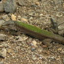 Aeolian Wall Lizard (Podarcis raffonei alvearioi)