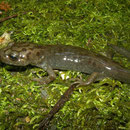 Pacific Giant Salamander (Dicamptodon tenebrosus) metamorph