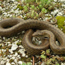 Smooth Snake (Coronella austriaca)