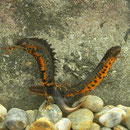 Danube Crested Newts (Triturus dobrogicus) showing their bellies.