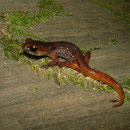 Ensatina (Ensatina eschscholtzii picta)