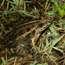 Iberische schijftongkikker (Discoglossus galganoi)