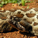 Zandadder (Vipera ammodytes)