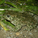 Green Toad (Bufotes viridis balearicus)
