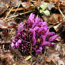 Paarse schubwortel (Lathraea clandestina) 