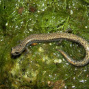 Black-bellied Slender Salamander (Batrachoseps nigriventris) 