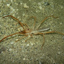 Camelspider (Solifugidae)