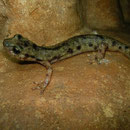 Monte Albo grottensalamanders (Speleomantes flavus)