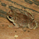 Red-spotted Toad (Anaxyrus punctatus)