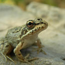 Egeïsche meerkikker (Pelophylax bedriagei) juveniel 