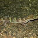 Western Banded Gecko (Coleonyx variegatus)