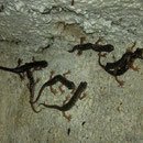 Sette Fratelli grottensalamanders (Speleomantes sarrabussensis)