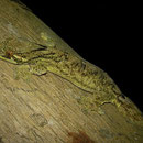 turnip-tailed gecko (Thecadactylus rapicauda)