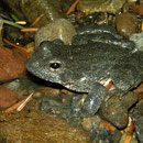 Foothill Yellow-legged Frog (Rana boylii) 
