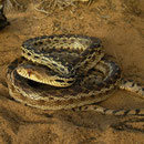 Gopher Snake (Pituophis catenifer)