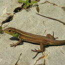 Balkan Green Lizard (Lacerta trilineata) juvenile lacking vertebral stripe.