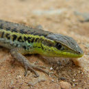 Slangenooghagedis (Ophisops elegans macrodactylus)