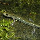 Black Salamander (Aneides flavipunctatus) juvenile