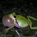 Boomkikker (Hyla arborea), roepend mannetje.