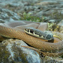Slanke toornslang (Platyceps najadum)