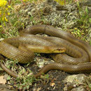 Italian Aesculapian Snake (Zamenis lineatus) 