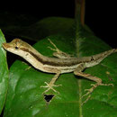common forest anole (Anolis trachyderma)