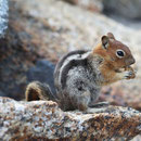 Golden-mantled Ground Squirrel (Callospermophilus lateralis)