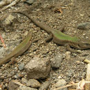 Basking Aeolian Wall Lizards (Podarcis raffonei alvearioi)