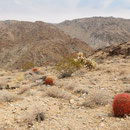 Beautiful desert scenery along the way with several cacti species.