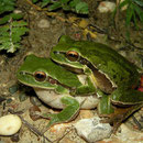 Lemon-yellow Tree Frogs (Hyla savignyi) in amplexus