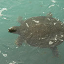 African Sofshell Turtle (Trionyx triunguis)