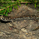 Wandering Salamander (Aneides vagrans)