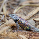 Desert Spiny Lizard (Sceloporus magister)