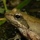 Italian Stream Frog (Rana italica)