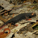 Southern Spectacled Salamander (Salamandrina terdigitata)