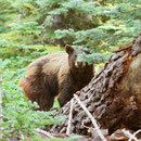 American Black Bear (Ursus americanus) 