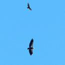 Turkey Vulture (Cathartes aura) in comparison to a California condor (Gymnogyps californianus)