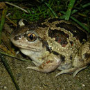 Knoflookpad (Pelobates fuscus)