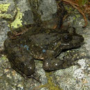 Corsicaanse schijftongkikker (Discoglossus montalentii) met markante blauwe vlekjes.