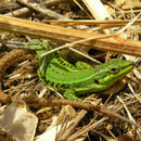 Sicilian Wall Lizard (Podarcis waglerianus) 