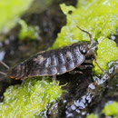 Coastal isopod