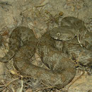 Blunt-nosed Viper (Macrovipera lebetina schweizeri)