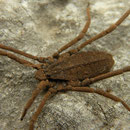 Strange arachnid (Trogulus spec.)