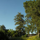Last sunbeams to hit the Juniperus excelsa trees.