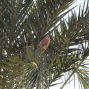Common Kestrel (Falco tinnunculus)