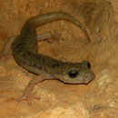 Supramonte grottensalamander (Speleomantes supramontis) 