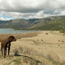 My herping compagnion in the dunes