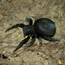 Ladybird Spider (Eresus sandaliatus) female