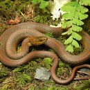 Northwestern Gartersnake (Thamnophis ordinoides)