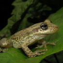 two-striped treefrog (Scinax ruber)